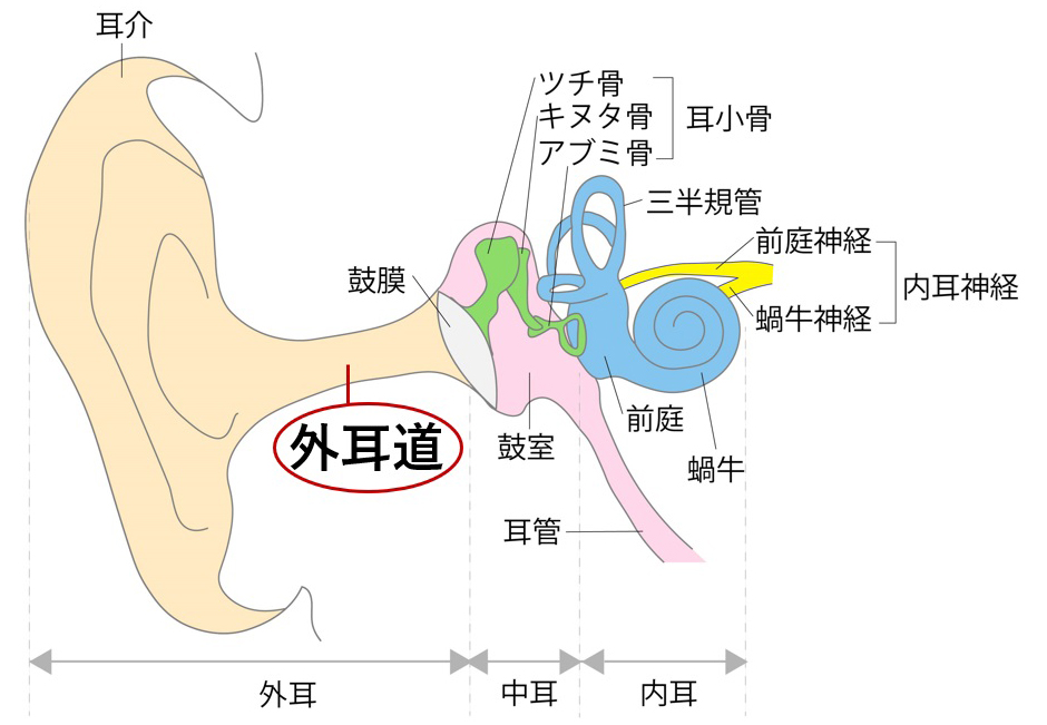 外耳のイラスト