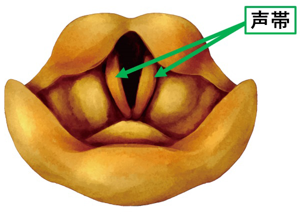 声帯のイラスト